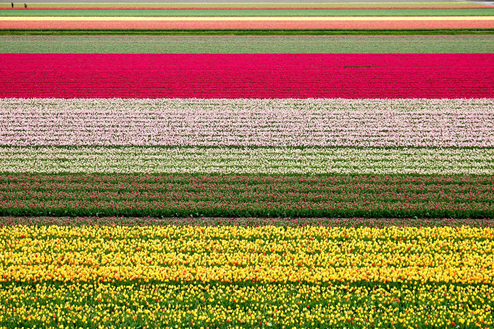 Tulip beds in a spring flower garden