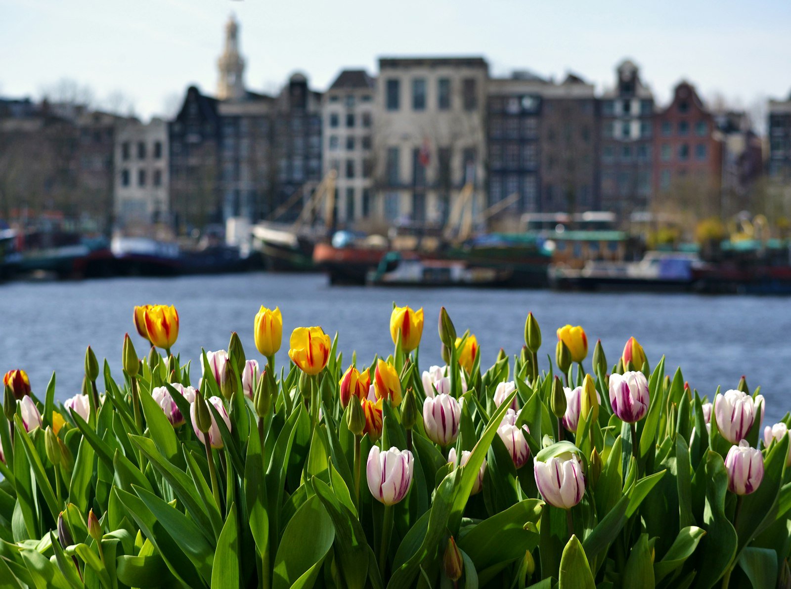 Colourful tulips